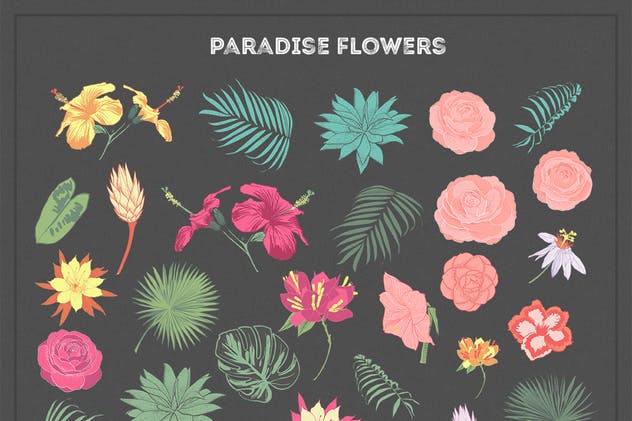 热带花卉和花束手绘插画素材 Paradise Flowers插图(1)