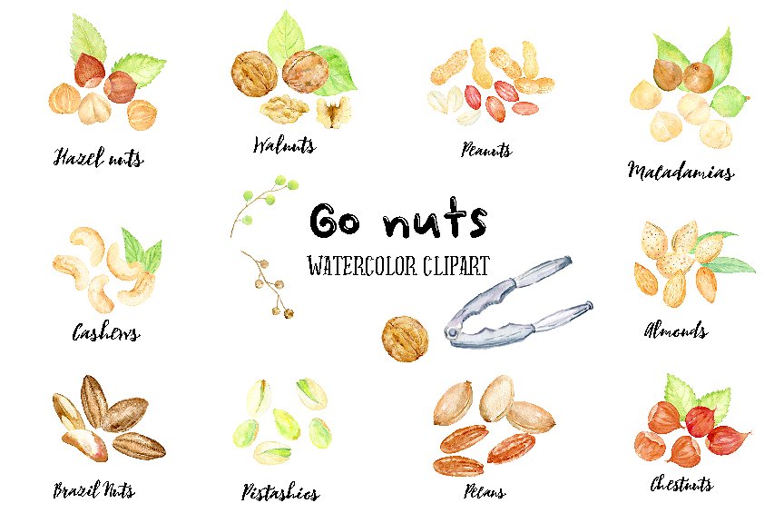 手绘卡通化水彩坚果插图 Watercolor Nuts Illustration插图