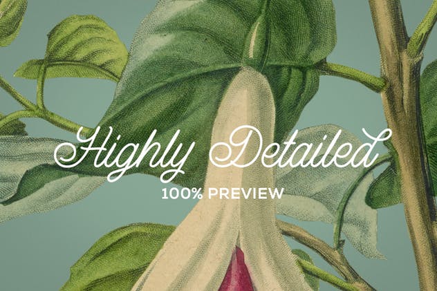 复古花卉矢量插画素材 Vintage Illustrations of Flowers插图(1)