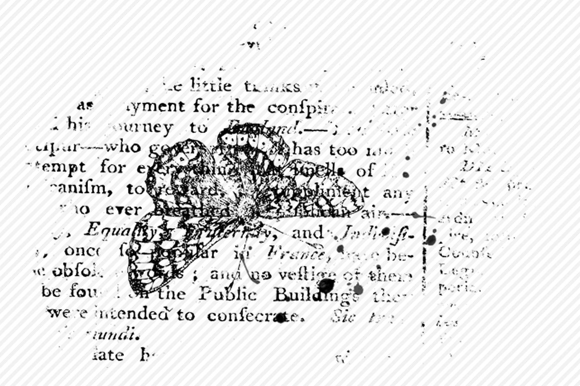 6个高品质的蝴蝶肌理效果PS笔刷下载[ABR]插图(1)