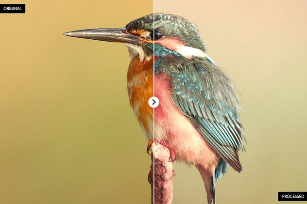 17个动物摄影后期处理滤镜LR预设 17 Animal Photography Lightroom Presets插图(3)