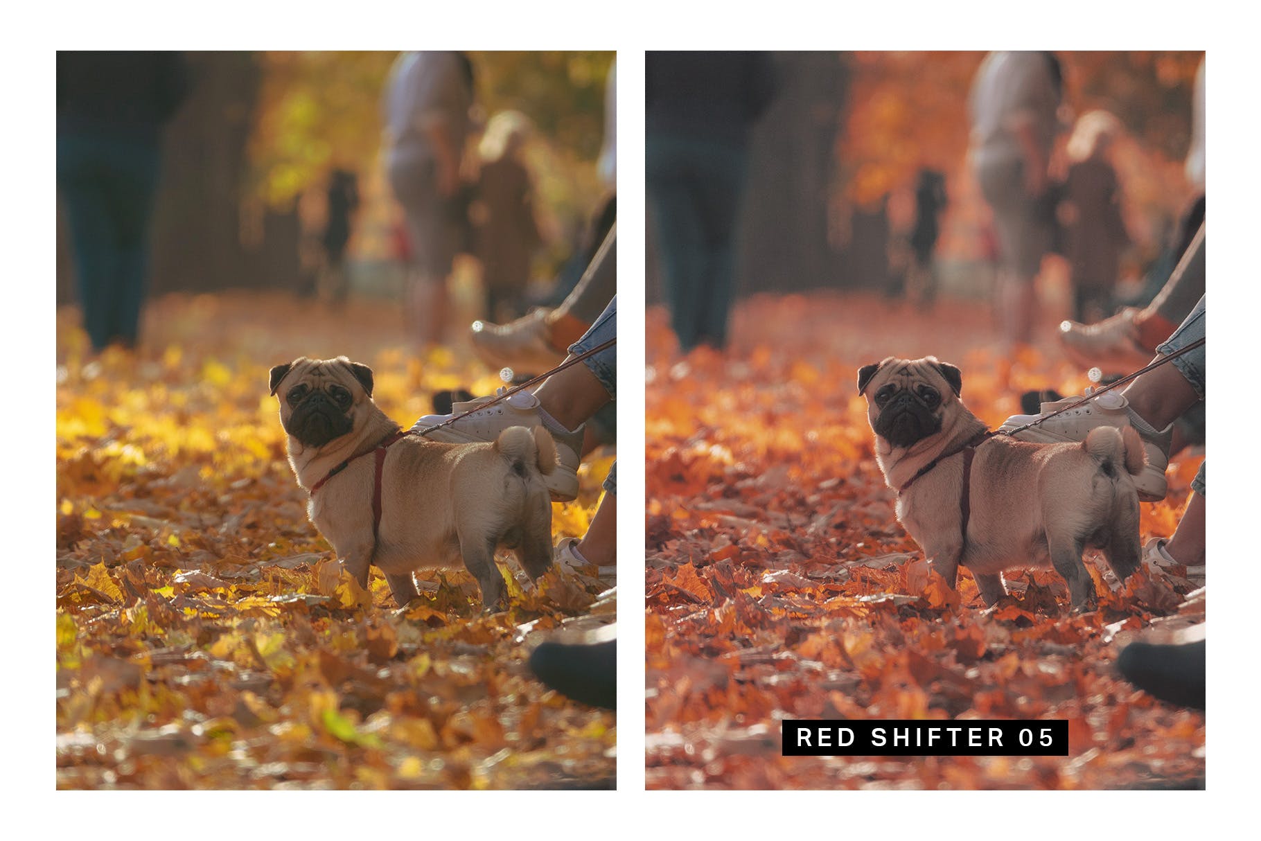 30款秋天主题摄影颜色增强LR预设下载 30 Autumn Enhancer Lightroom Presets and LUTs插图(4)