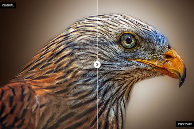 17个动物摄影后期处理滤镜LR预设 17 Animal Photography Lightroom Presets插图(6)