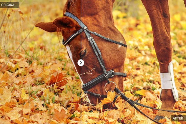 50款秋天氛围照片后期处理调色滤镜LR预设 50 Autumn Lightroom Presets插图(4)