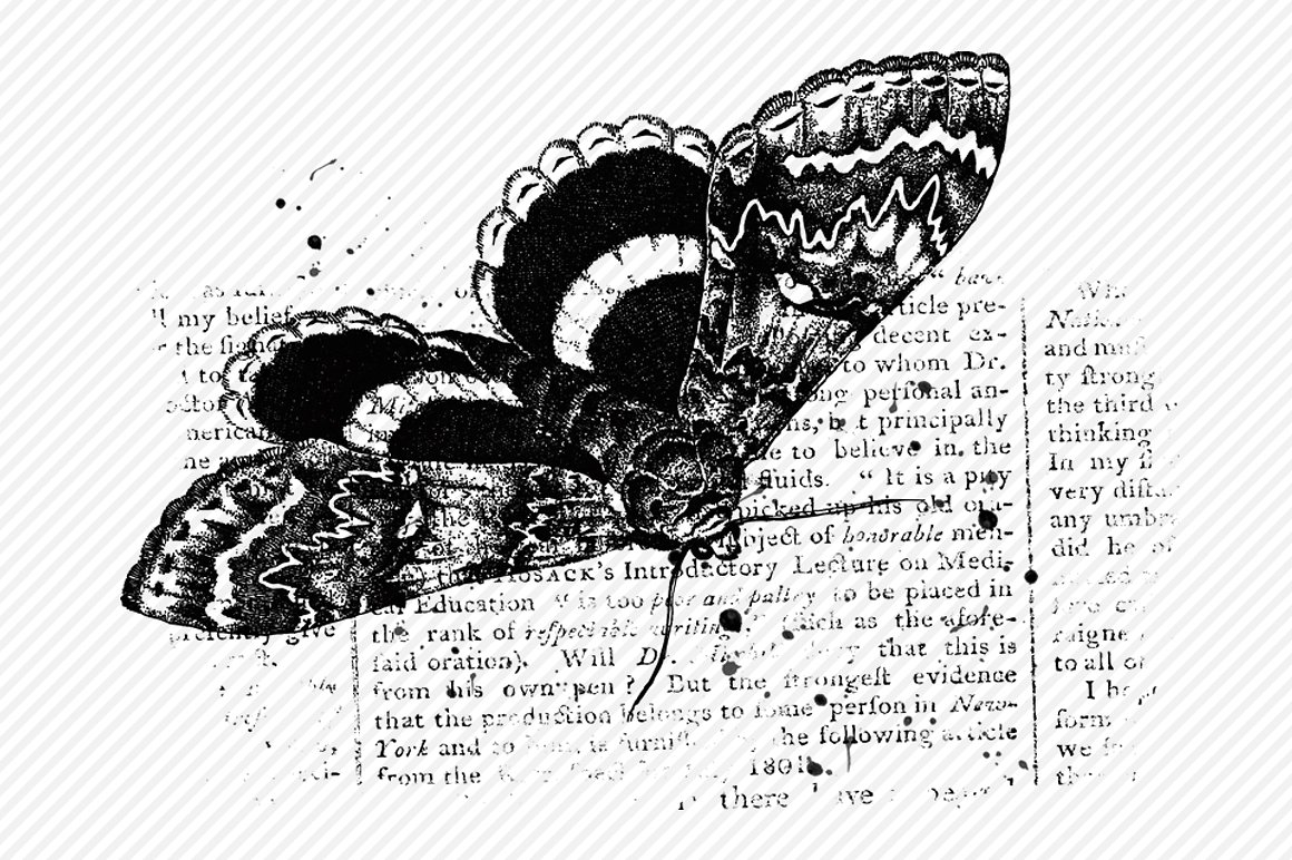 6个高品质的蝴蝶肌理效果PS笔刷下载[ABR]插图(5)