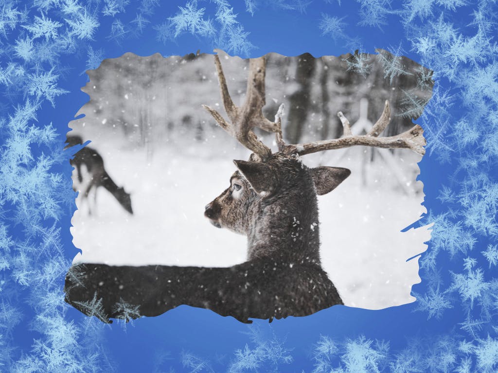 冬天雪花背景素材库精选Keynote模板下载 Hello Winter Keynote Template插图(11)