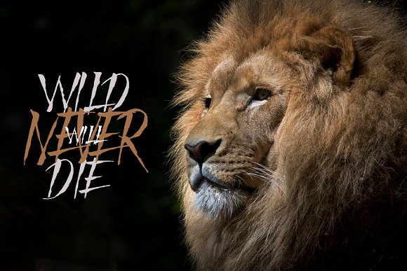 Mad Faith ~ Brush Font插图3