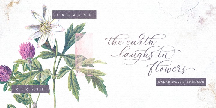 Palomino Font Family插图1