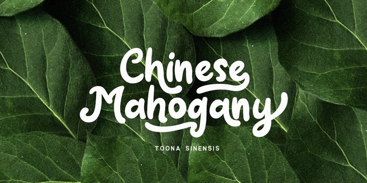 Claytonia Font插图2