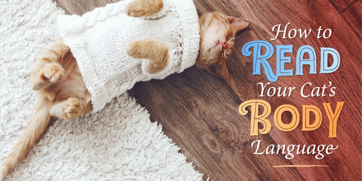 Fregata Sans Font Family插图5