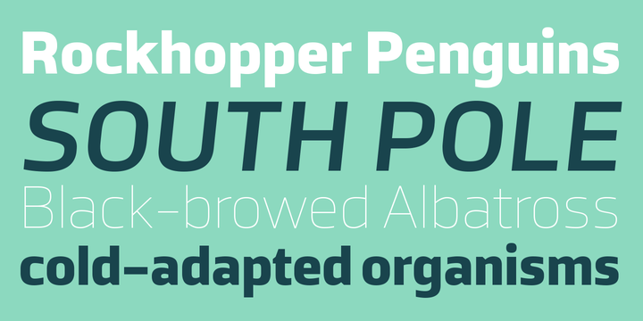 TCF Noli Font Family插图2