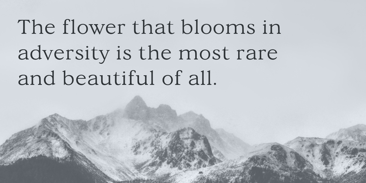 Velour Raw Font Family插图2