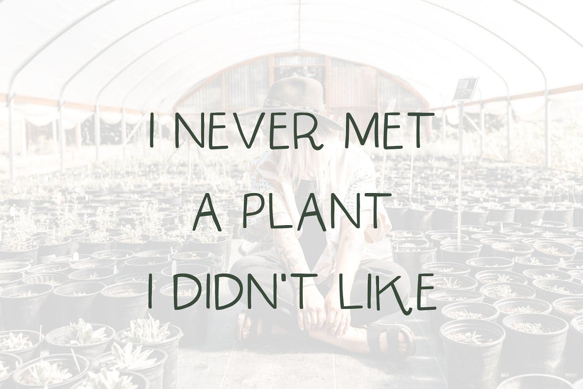 创意设计正楷书法英文无衬线字体 Saturday Market Font插图(2)